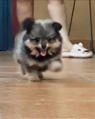 Spitz Tedeschi