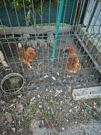 Galline