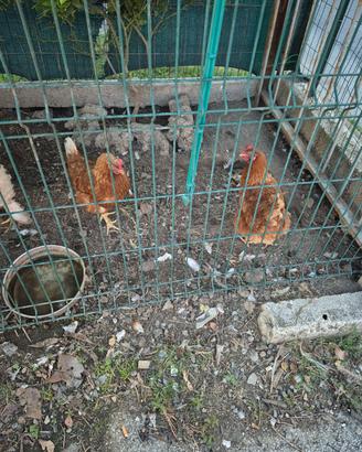 Galline