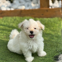 Maltese