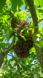 Sciami di api italiane