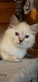 Gattini Ragdol
