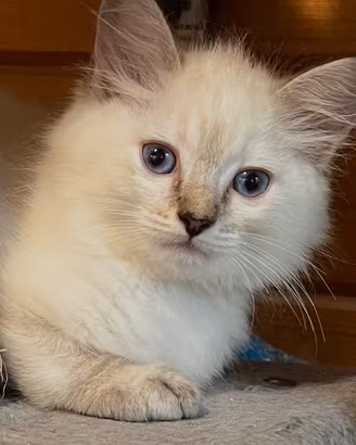 Gattini Ragdol