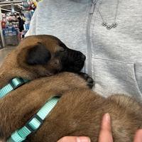 Cuccioli di Malinois
