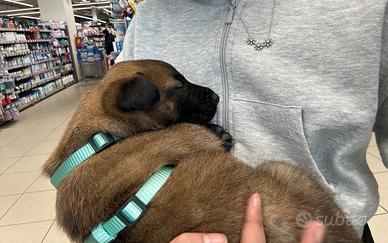 Cuccioli di Malinois
