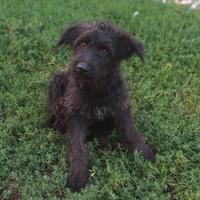 Mora, Carlotta, Brando e Tata