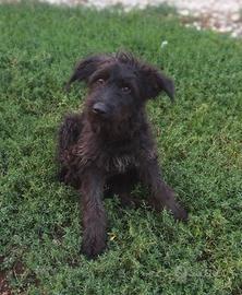 Mora, Carlotta, Brando e Tata