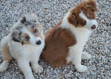 Cuccioloni australian shepherd
