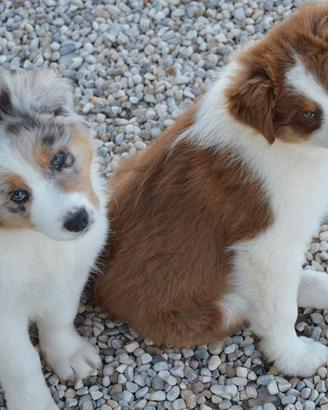 Cuccioloni australian shepherd