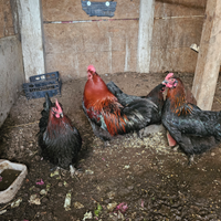 Anatre mute e galline marans