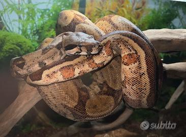 Boa Constrictor 0.1 2024