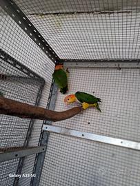 Caicco testa arancio