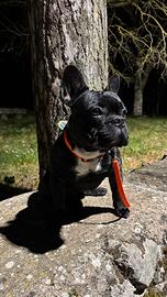 Bouledogue français per monta