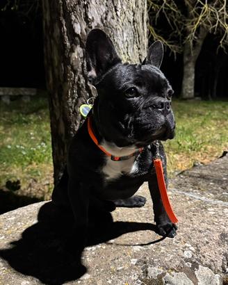 Bouledogue français per monta