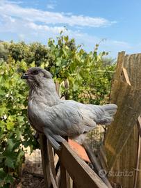 Galli ameraucana