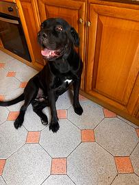 Cane corso ?