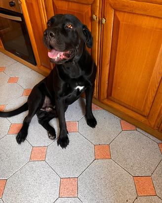 Cane corso ?