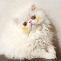 Gattina persiana ipertipica