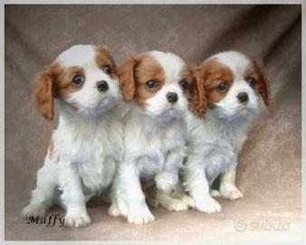 Cuccioli cavalier king Charles