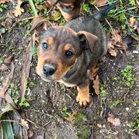 Cuccioli incrocio rottweiler