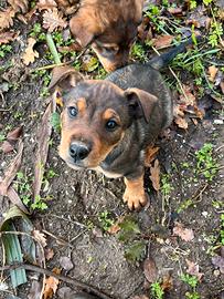 Cuccioli incrocio rottweiler