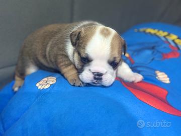 Bulldog inglese