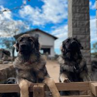 Cuccioli Pastore del Carso