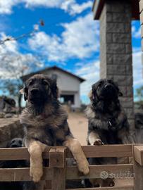 Cuccioli Pastore del Carso