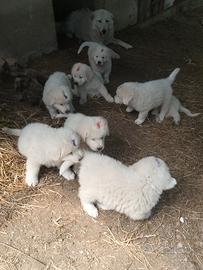 Ciccioli maremmano abruzzese