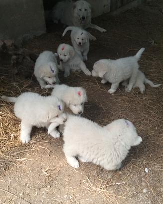 Ciccioli maremmano abruzzese