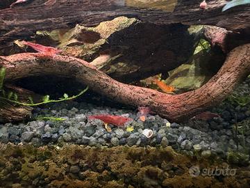 Caridine/gamberetti/ muschio