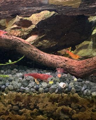 Caridine/gamberetti/ muschio