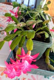 cactus di Natale 