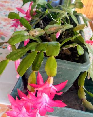 cactus di Natale 
