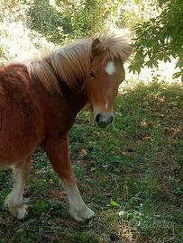 Pony femmina