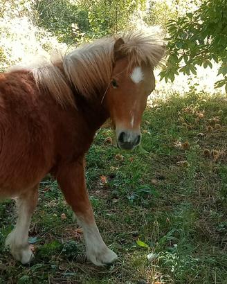 Pony femmina