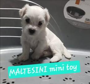 Allevamento di maltese mini toy