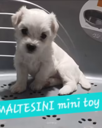 Allevamento di maltese mini toy