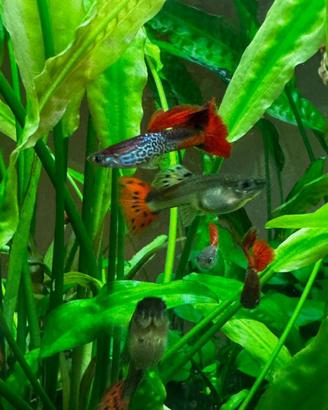 Pesci tropicali Guppy