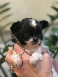 Cucciolo chihuahua