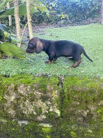 Maschietto di bassotto nano