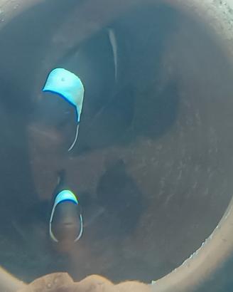 Ritiro gratuitamente acquari e pesci a domicilio. 