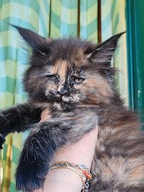 Cuccioli Maine Coon