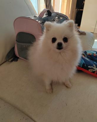 Spitz di pomerania bianco di 4 anni
