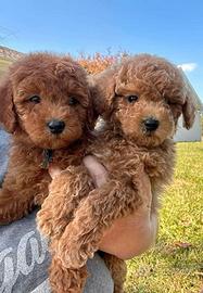 BARBONCINO TOY CUCCIOLI - POODLE RED TOY- pag rate