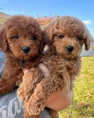 BARBONCINO TOY CUCCIOLI - POODLE RED TOY- pag rate