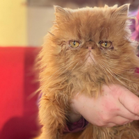 Gatti persiano ipertipico