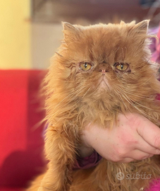 Gatti persiano ipertipico