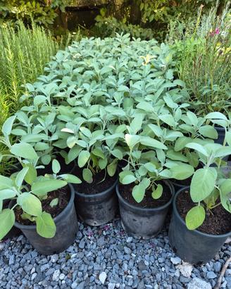 piante officinali