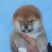 Meravigliosi Cuccioli Shiba Inu con Pedigree Enci
